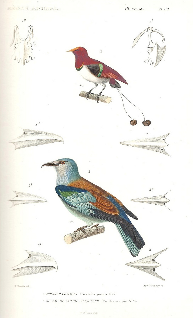 king bird-of-paradise (Cicinnurus regius), European roller (Coracias garrulus); DISPLAY FULL IMAGE.