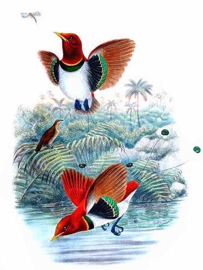 king bird-of-paradise (Cicinnurus regius); Image ONLY