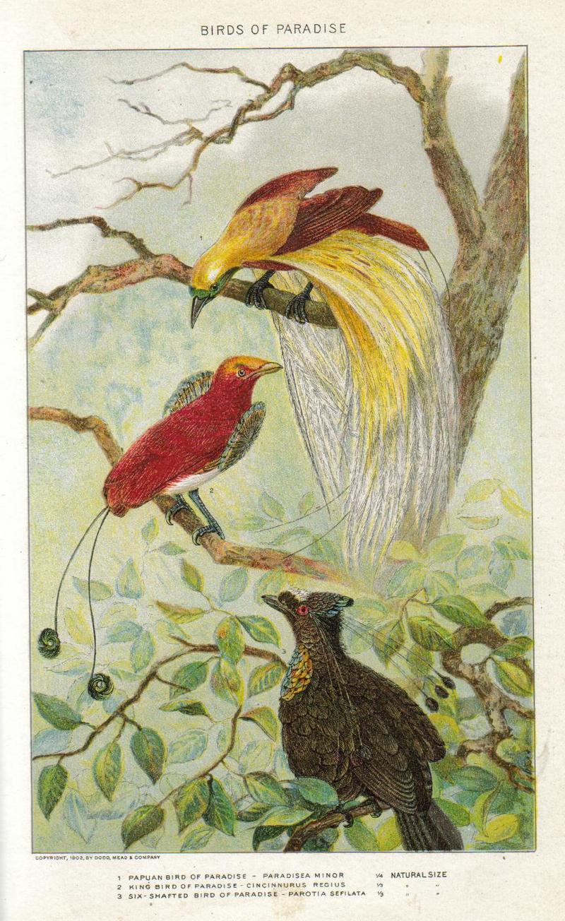 lesser bird-of-paradise (Paradisaea minor), king bird-of-paradise (Cicinnurus regius),western parotia (Parotia sefilata); DISPLAY FULL IMAGE.