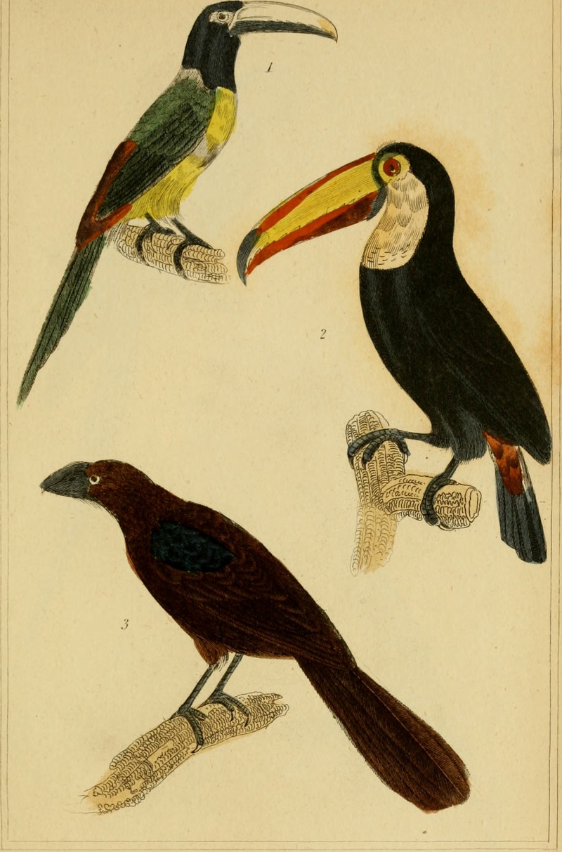 black-necked aracari (Pteroglossus aracari), toco toucan (Ramphastos toco), smooth-billed ani (Crotophaga ani); DISPLAY FULL IMAGE.