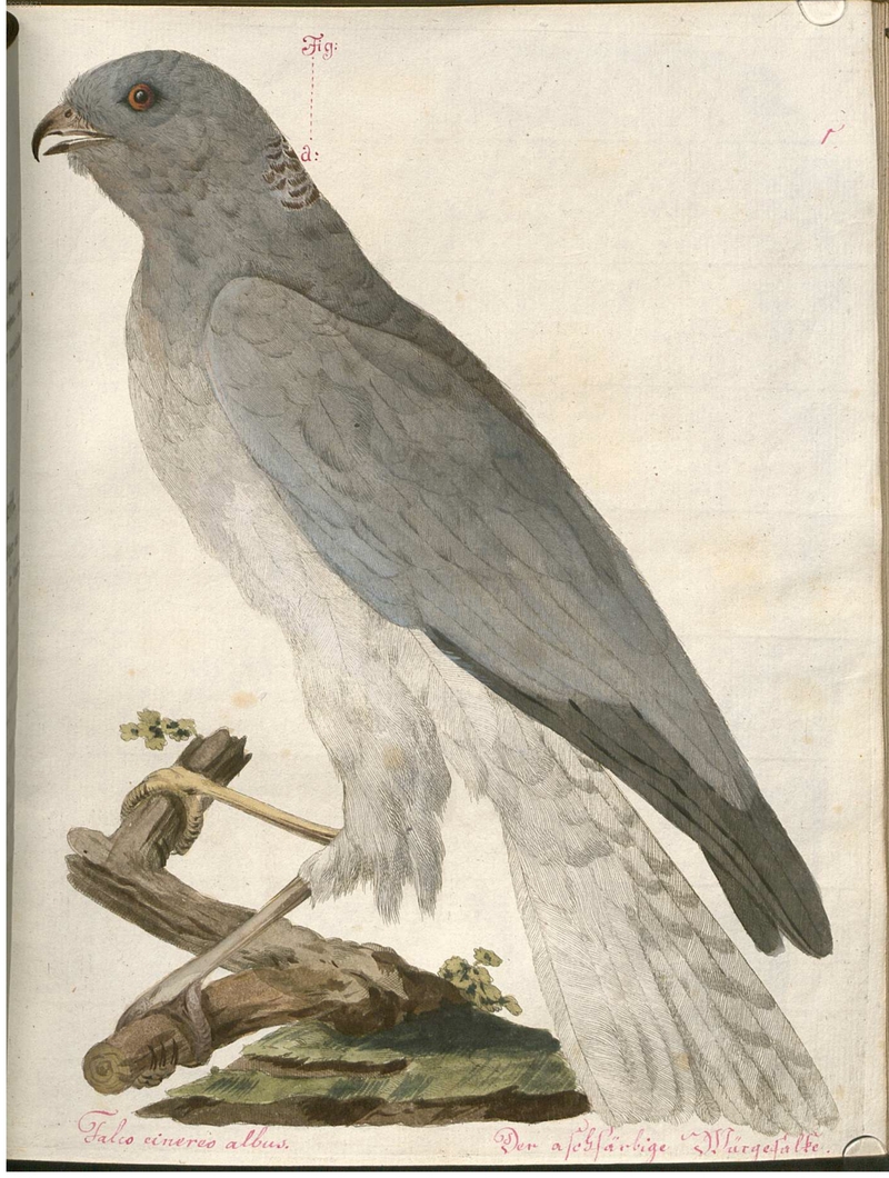 hen harrier (Circus cyaneus) - Falco cinereo albus, Der aschfarbige Würgefalke; DISPLAY FULL IMAGE.