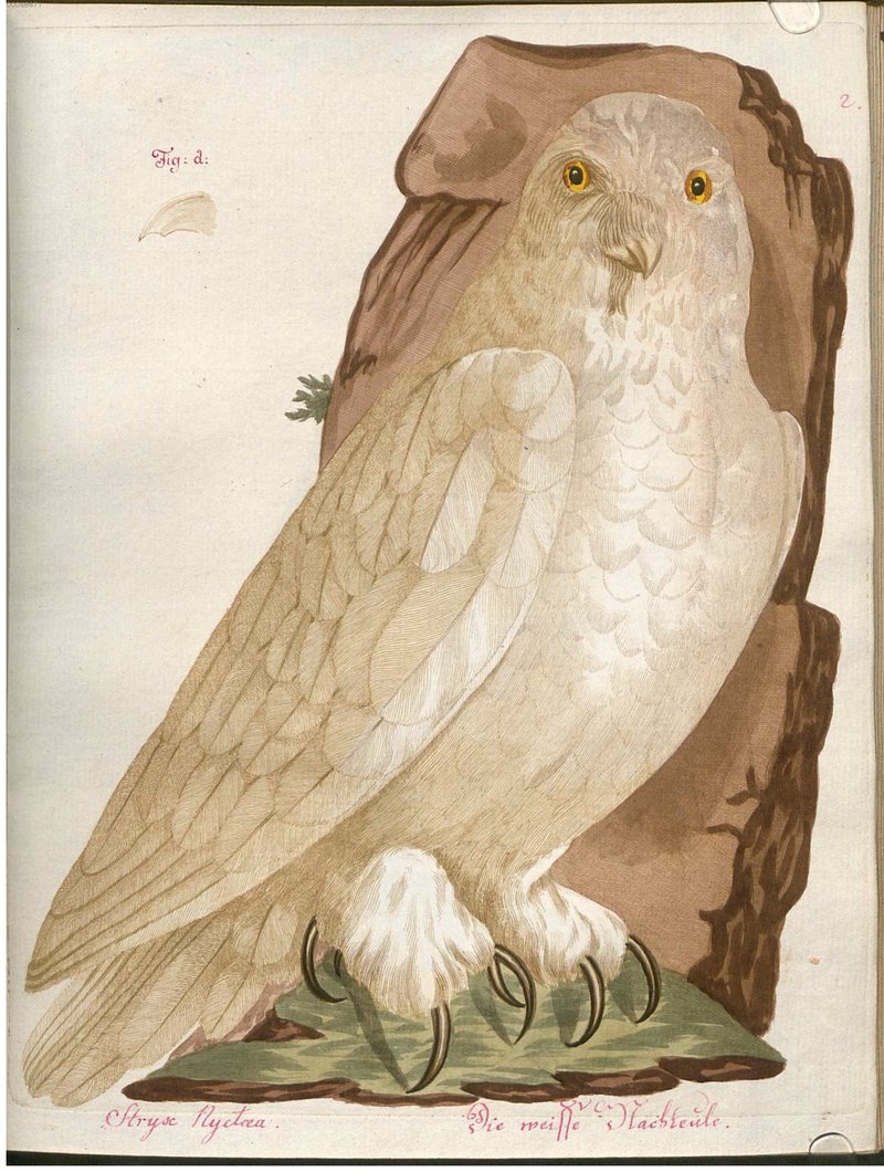 snowy owl (Bubo scandiacus) - Stryx Nyctaea, Die weisse Nachteule; DISPLAY FULL IMAGE.