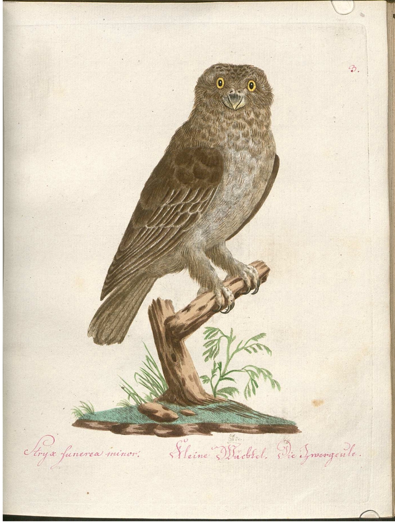 northern hawk-owl (Surnia ulula) - Stryx funerea minor. Kleine Wüchtel. Die Zwergeule; DISPLAY FULL IMAGE.