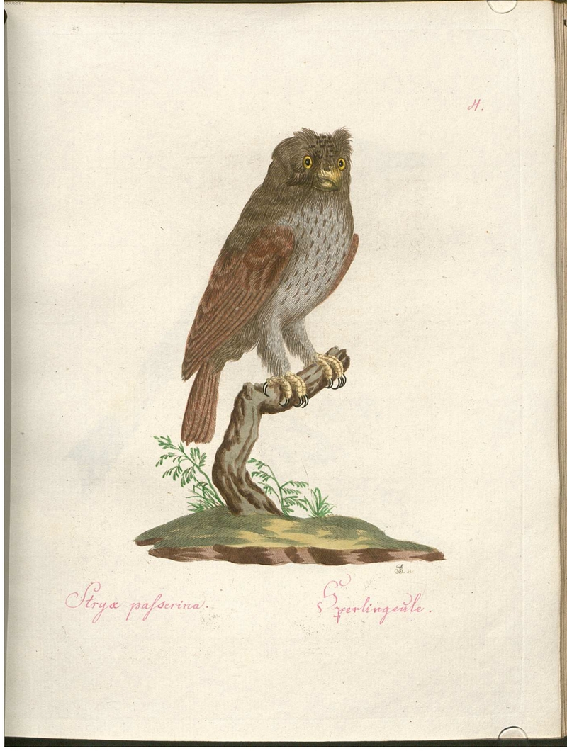 Eurasian pygmy owl (Glaucidium passerinum) - Stryx passerina. Sperlingeule.; DISPLAY FULL IMAGE.