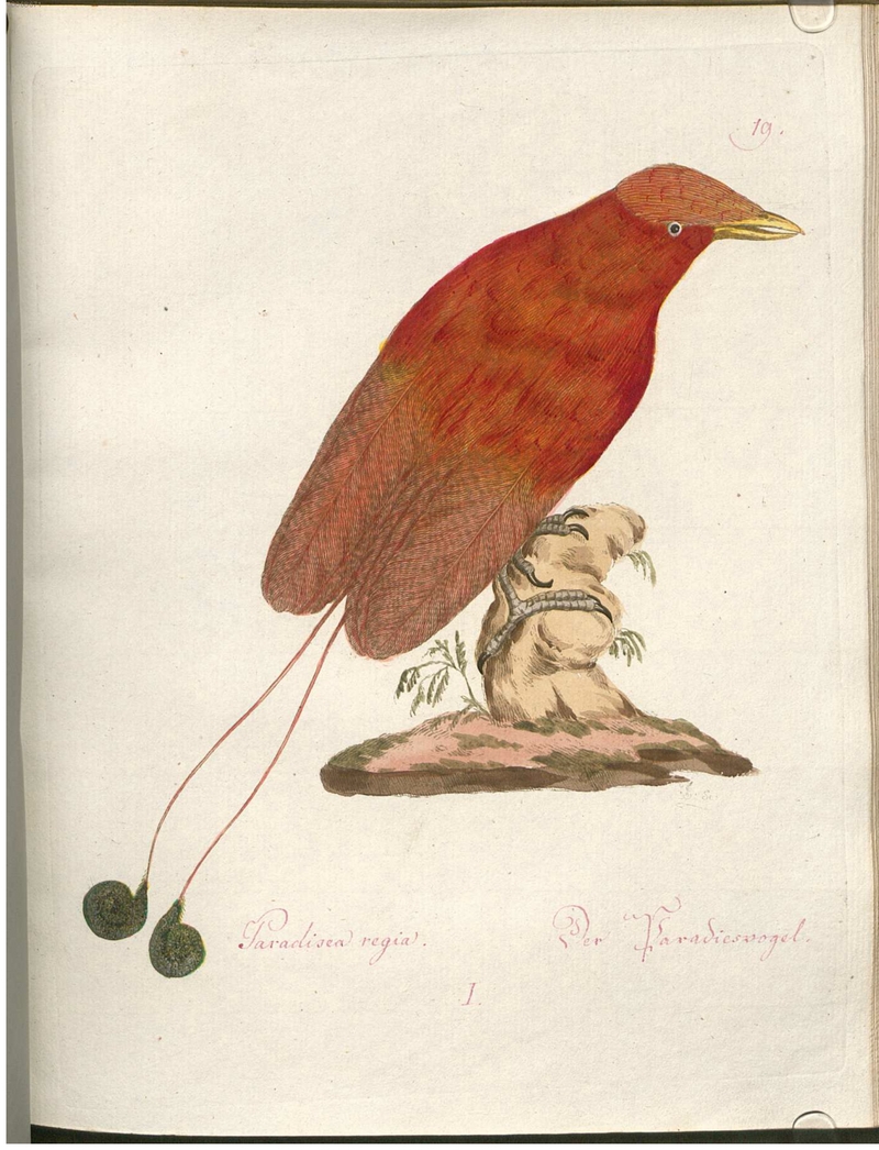 king bird-of-paradise (Cicinnurus regius) - Paradisea regia I. Der Paradiesvogel.; DISPLAY FULL IMAGE.