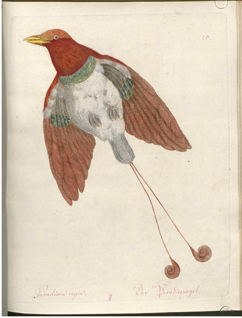 king bird-of-paradise (Cicinnurus regius) - Paradisea regia II. Der Paradiesvogel.; DISPLAY FULL IMAGE.