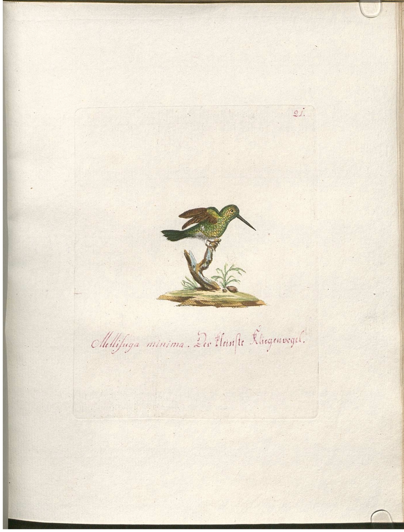 vervain hummingbird (Mellisuga minima) - Mellisuga minima. Der kleinste Fliegenvogel.; DISPLAY FULL IMAGE.