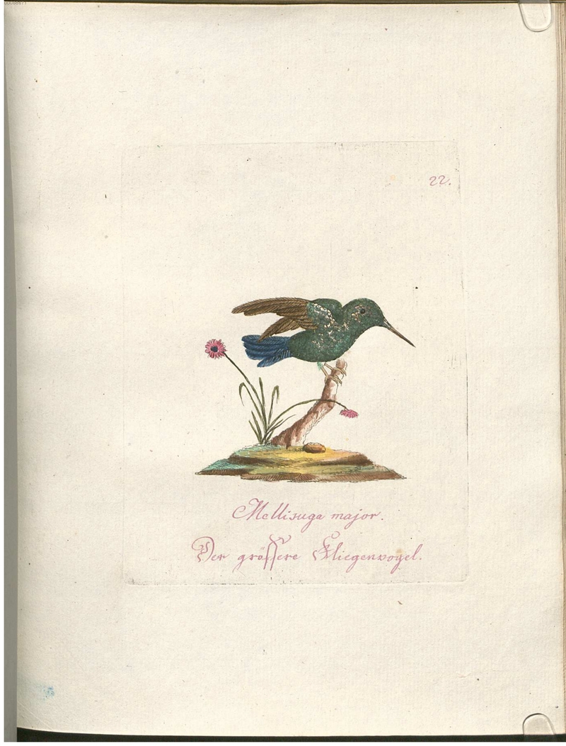 bee hummingbird (Mellisuga helenae) - Mellisuga major. Der grössere Fliegenvogel.; DISPLAY FULL IMAGE.