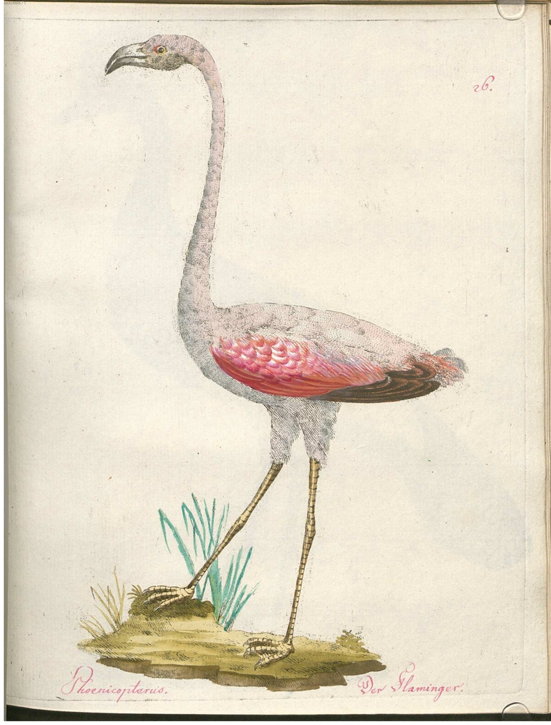 flamingo (Phoenicopterus sp.) - Phaenicopterus. Der Flaminger.; DISPLAY FULL IMAGE.