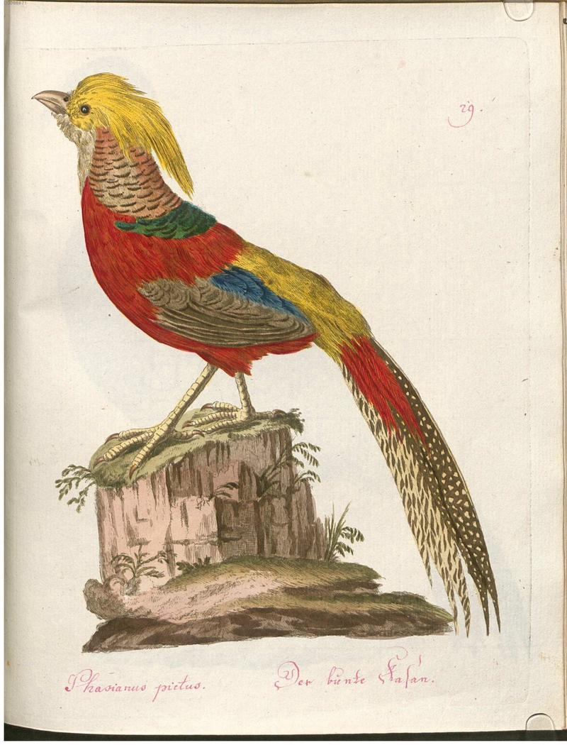 golden pheasant (Chrysolophus pictus) - Phasianus pictus. Der bunte Fasan.; DISPLAY FULL IMAGE.