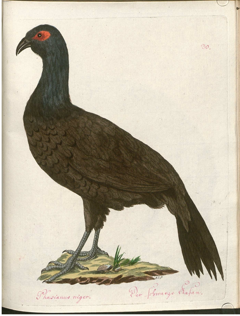 Edwards's pheasant (Lophura edwardsi) - Phasianus niger. Der schwarze Fasan.; DISPLAY FULL IMAGE.