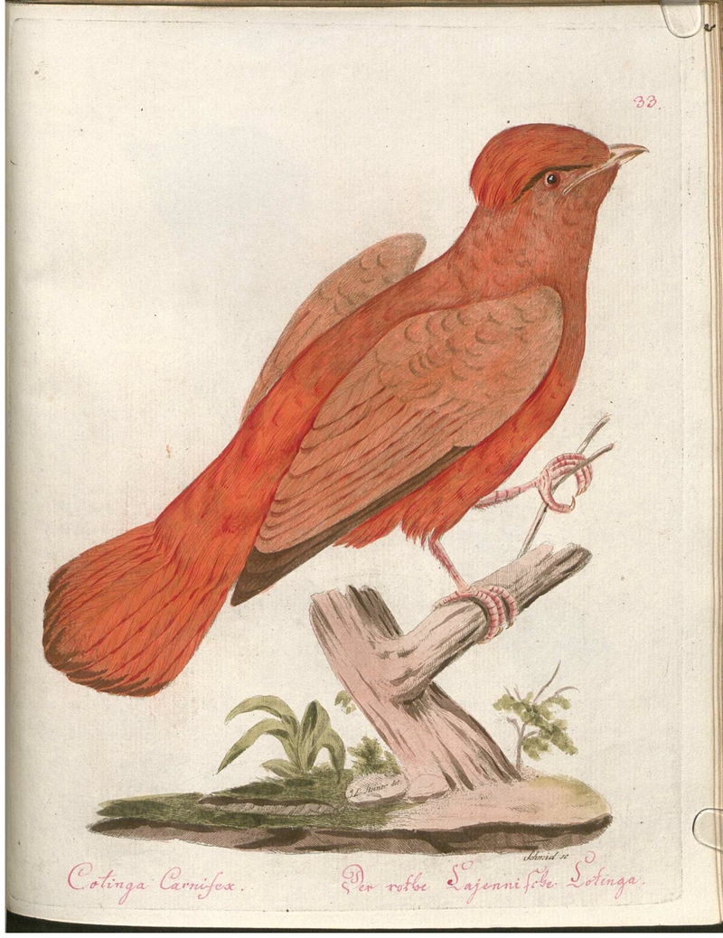 Guianan red cotinga (Phoenicircus carnifex) - Cotinga Carnifex. Der rothe Cajennische Coringa.; DISPLAY FULL IMAGE.