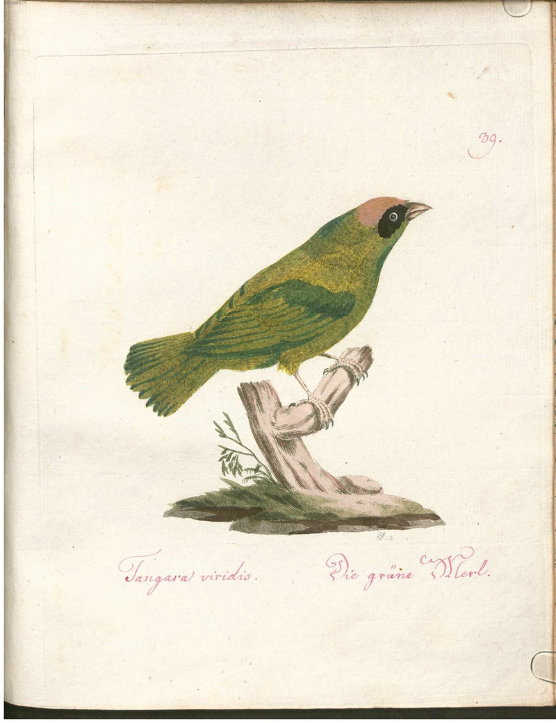 swallow tanager (Tersina viridis) - Tangara viridis. Die grüne Merl.; DISPLAY FULL IMAGE.
