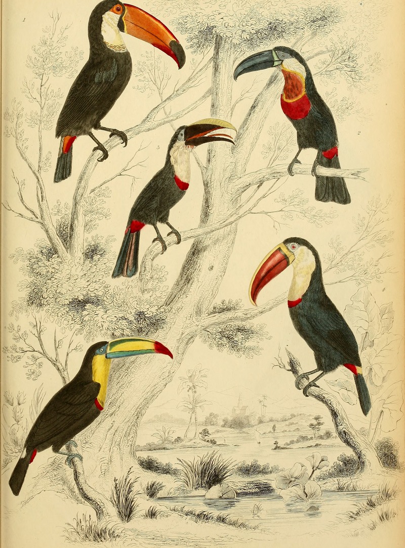 toucans - Ramphastos sp.; DISPLAY FULL IMAGE.