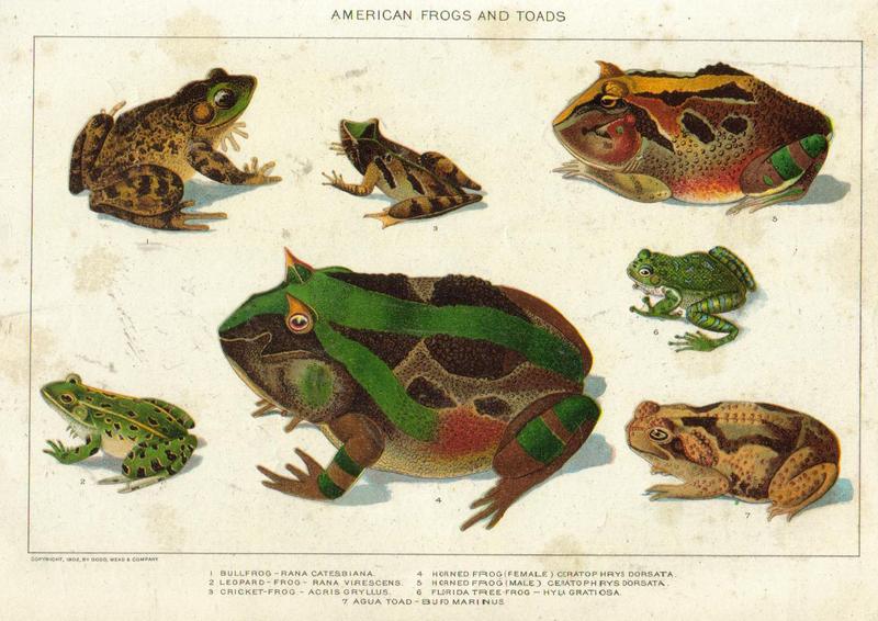 Painting of American frogs and toads; DISPLAY FULL IMAGE.
