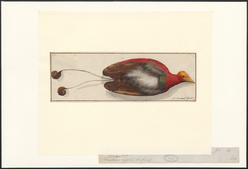 king bird-of-paradise (Cicinnurus regius); DISPLAY FULL IMAGE.