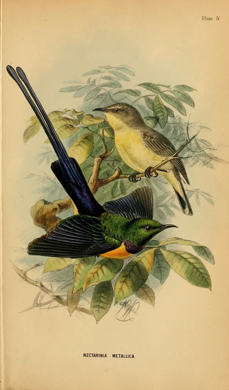 Nile Valley sunbird (Hedydipna metallica); DISPLAY FULL IMAGE.