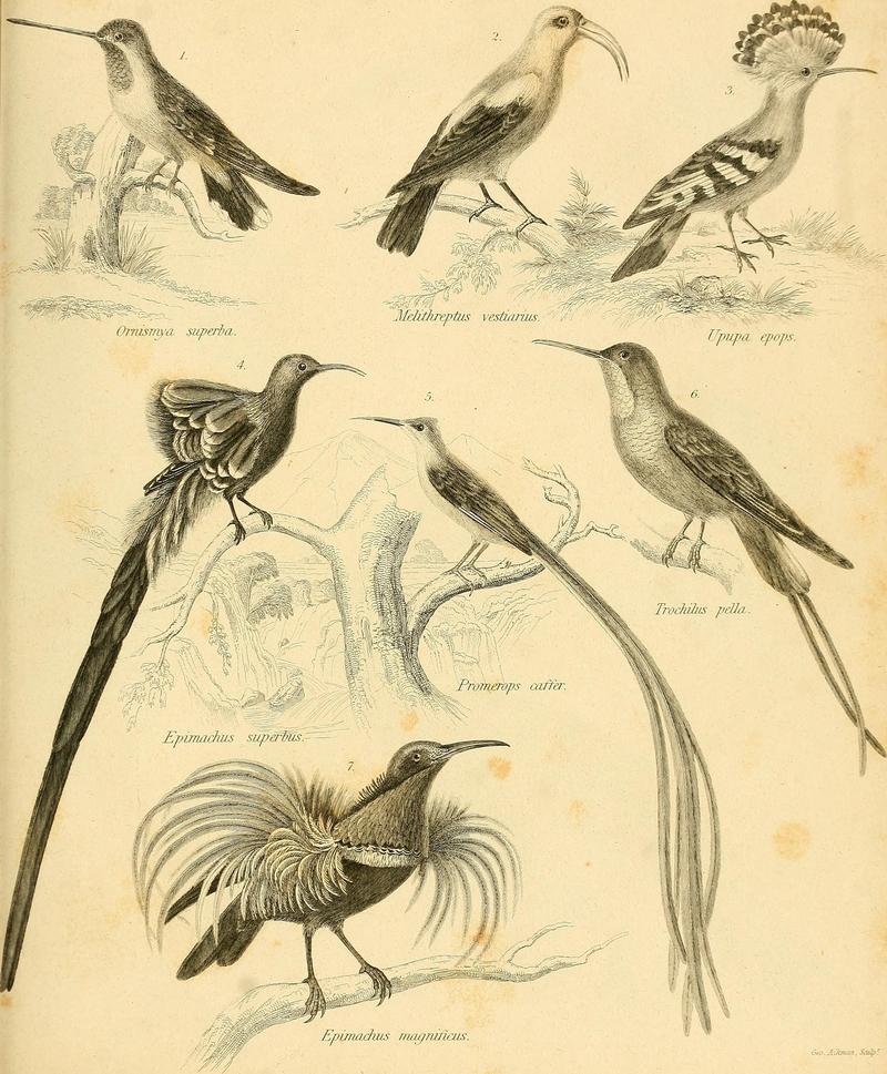 birds - Heliomaster longirostris, Drepanis coccinea, Upupa epops, Epimachus fastosus, Promerops cafer, Topaza pella, Ptiloris magnificus; DISPLAY FULL IMAGE.