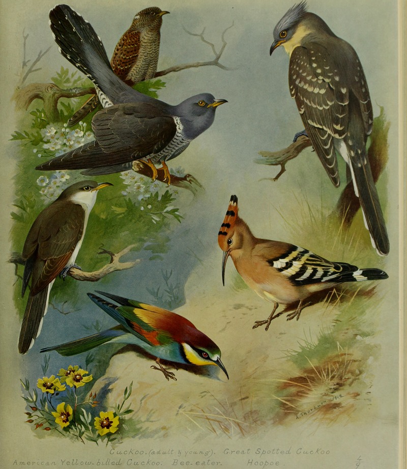 common cuckoo (Cuculus canorus), great spotted cuckoo (Clamator glandarius), yellow-billed cuckoo (Coccyzus americanus), European bee-eater (Merops apiaster), common hoopoe (Upupa epops); DISPLAY FULL IMAGE.