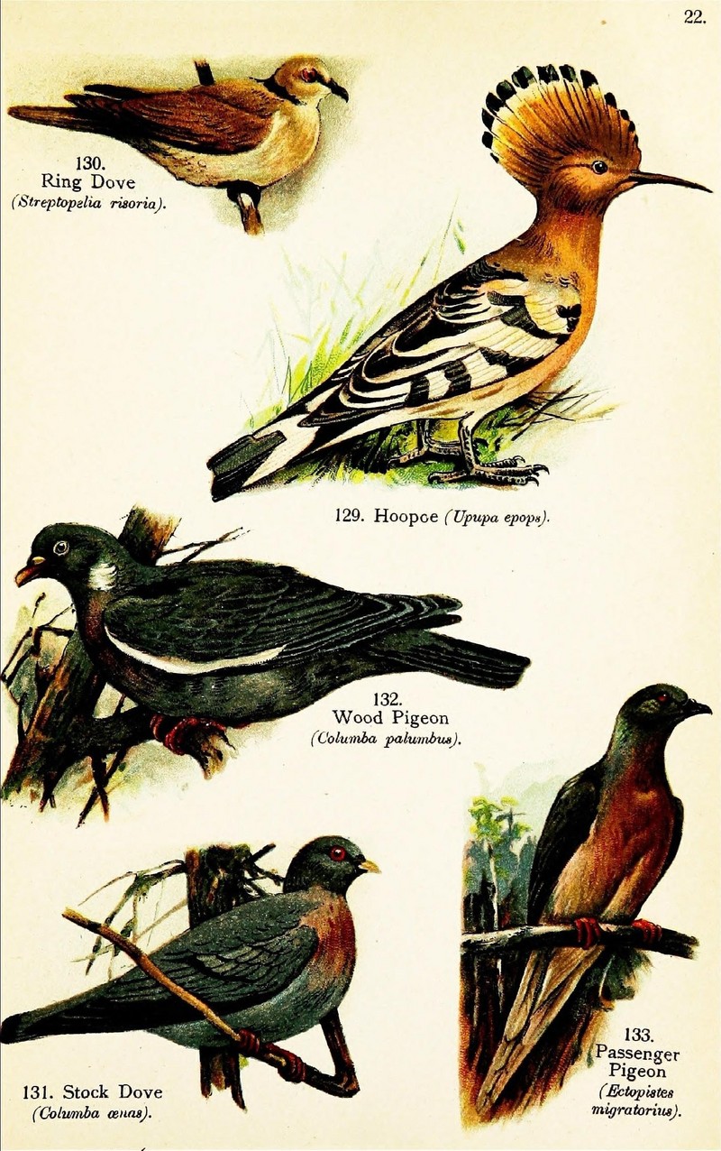 common hoopoe (Upupa epops), Barbary dove (Streptopelia risoria), stock dove (Columba oenas), common wood pigeon (Columba palumbus), passenger pigeon (Ectopistes migratorius); DISPLAY FULL IMAGE.