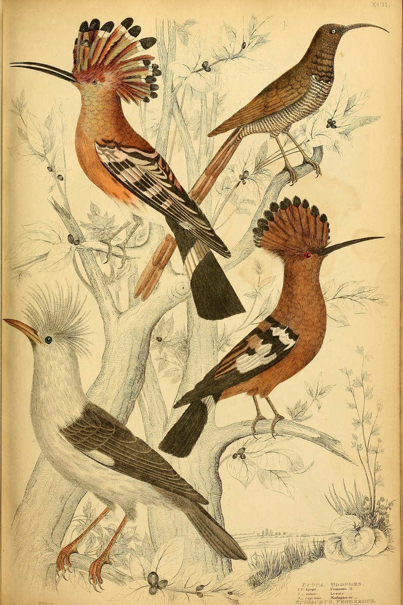 common hoopoe (Upupa epops), Madagascan hoopoe (Upupa epops marginata), brown sicklebill (Epimachus meyeri), Bourbon crested starling (Fregilupus varius); DISPLAY FULL IMAGE.