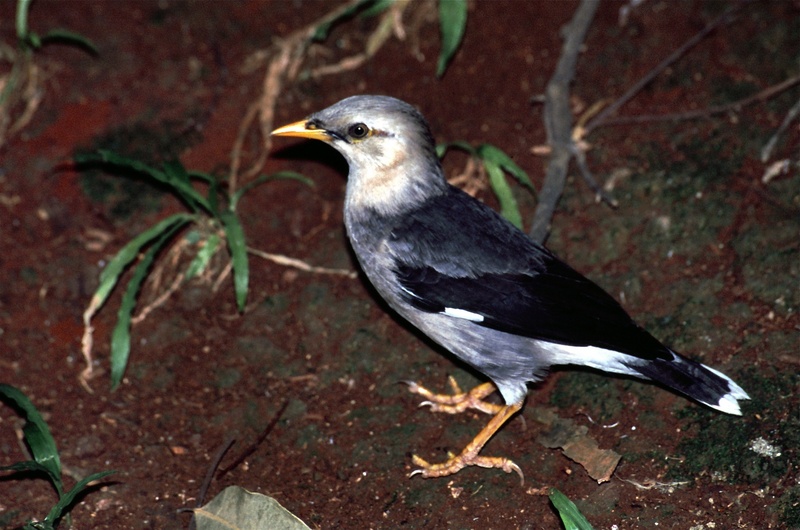 black-winged starling (Acridotheres melanopterus); DISPLAY FULL IMAGE.