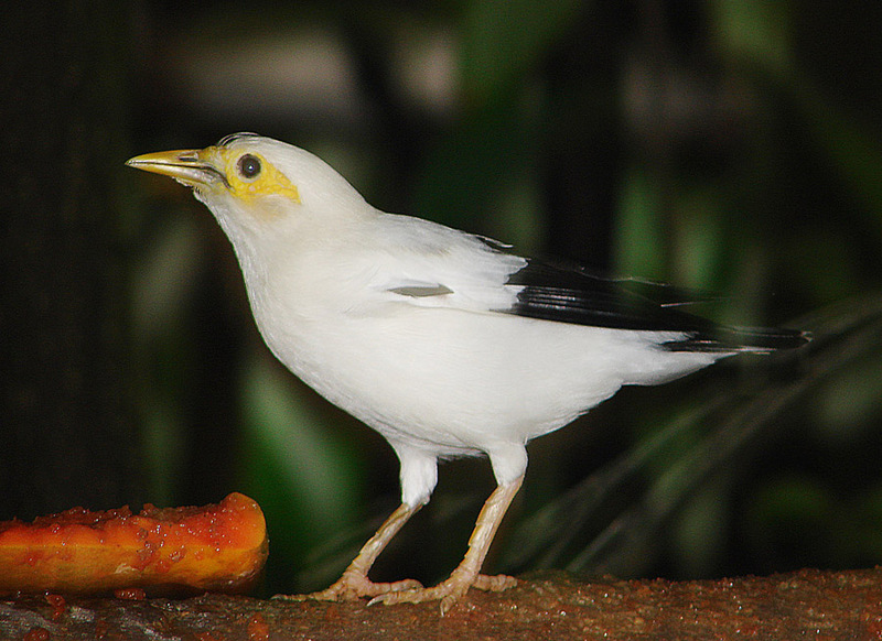 black-winged starling (Acridotheres melanopterus); DISPLAY FULL IMAGE.