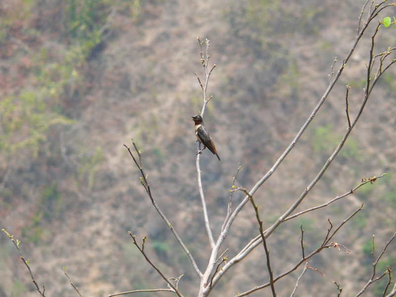 spot-winged starling (Saroglossa spiloptera); DISPLAY FULL IMAGE.