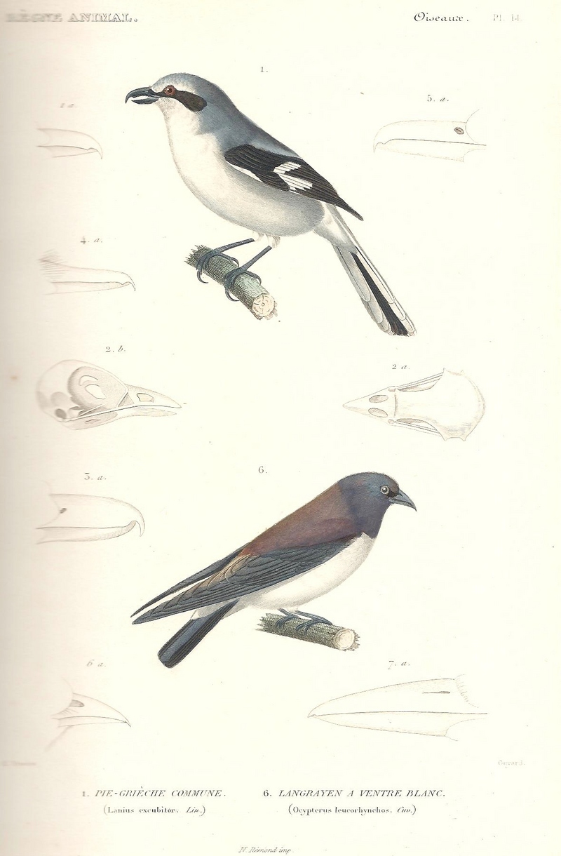 great grey shrike (Lanius excubitor), white-breasted woodswallow (Artamus leucorynchus); DISPLAY FULL IMAGE.