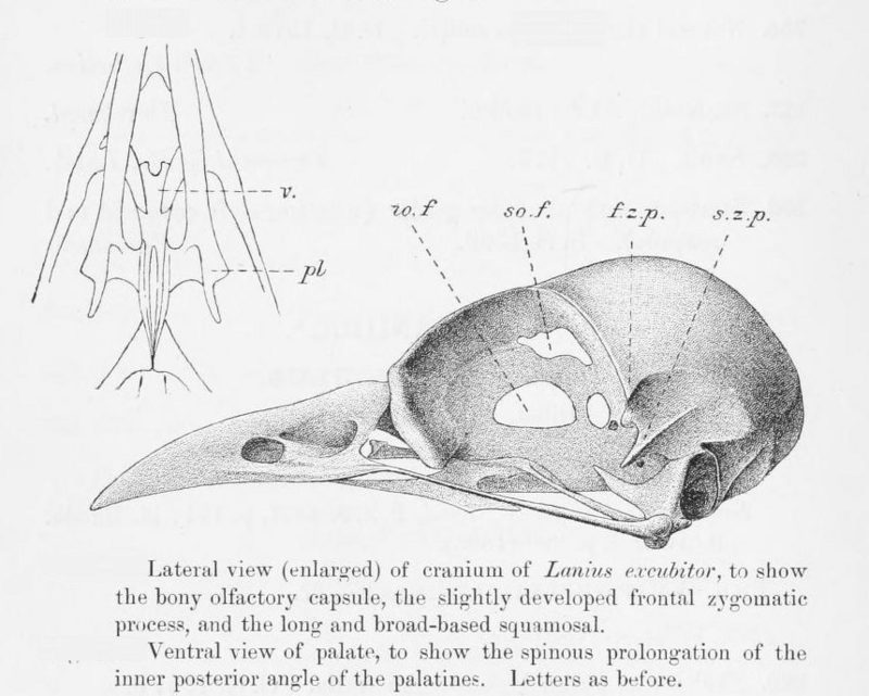 great grey shrike, northern grey shrike (Lanius excubitor) ; DISPLAY FULL IMAGE.