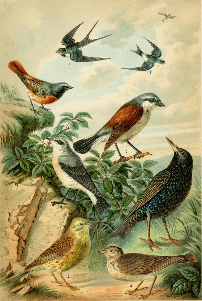 barn swallow (Hirundo rustica), common house martin (Delichon urbicum), common redstart (Phoenicurus phoenicurus), red-backed shrike (Lanius collurio), northern wheatear (Oenanthe oenanthe), common starling (Sturnus vulgaris), yellowhammer (Emberiza citrinella), Eurasian skylark (Alauda arvensis); DISPLAY FULL IMAGE.