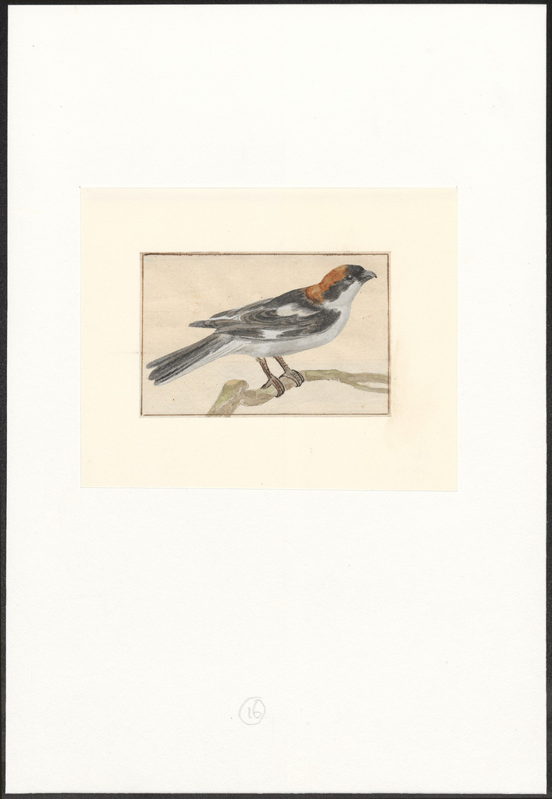 woodchat shrike (Lanius senator); DISPLAY FULL IMAGE.