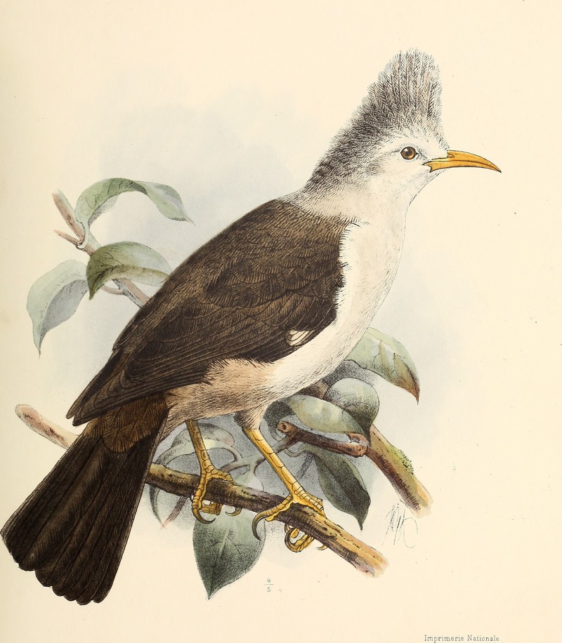 Bourbon crested starling (Fregilupus varius); DISPLAY FULL IMAGE.