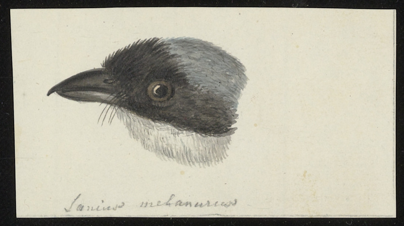 lesser grey shrike (Lanius minor); DISPLAY FULL IMAGE.