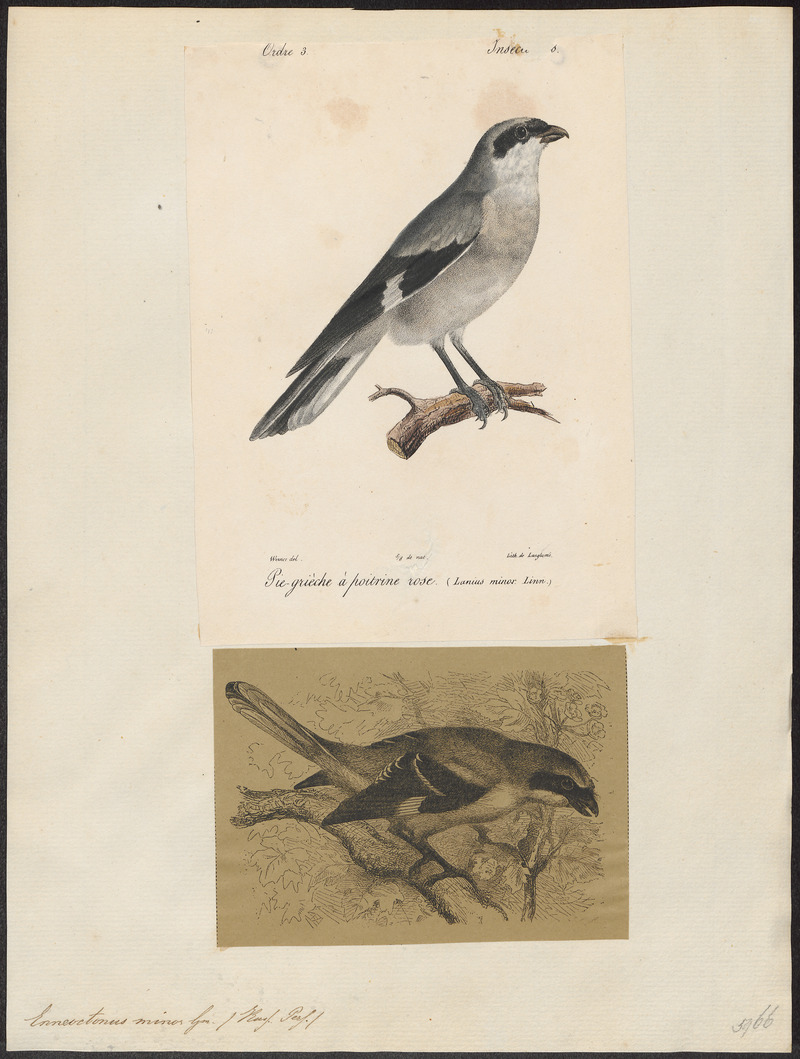 lesser grey shrike (Lanius minor); DISPLAY FULL IMAGE.