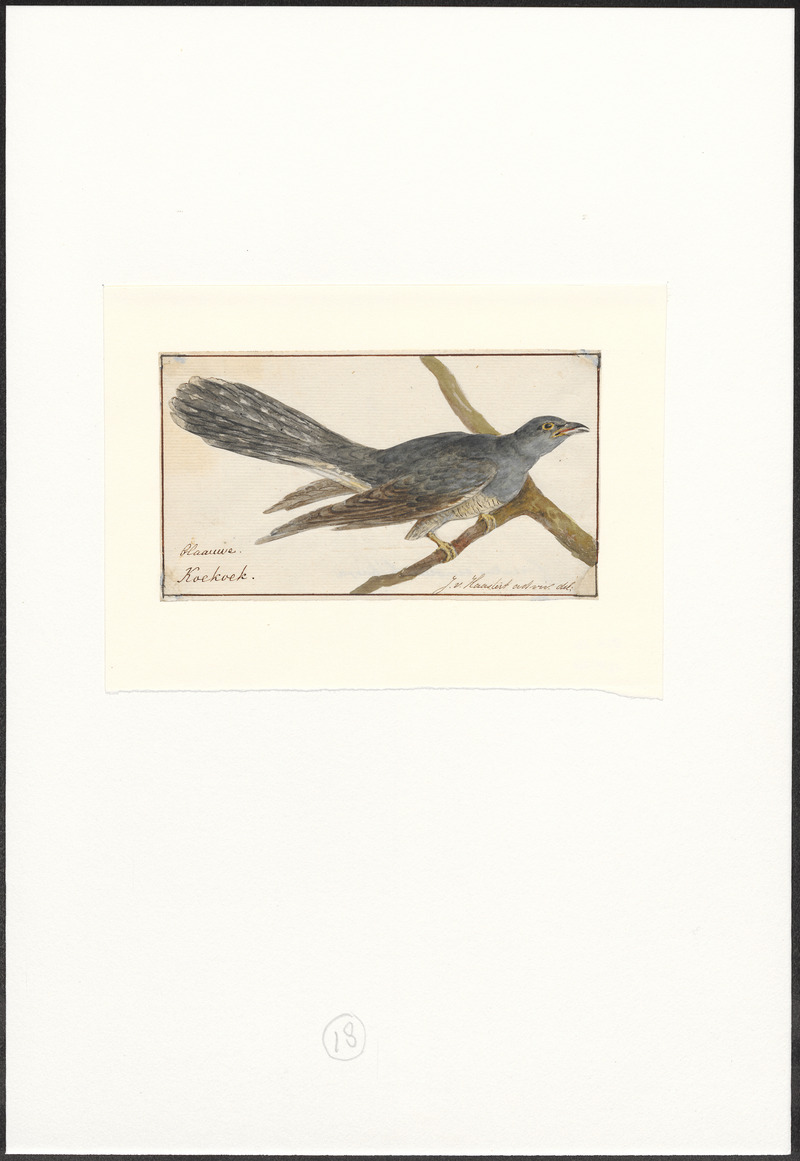 common cuckoo (Cuculus canorus); DISPLAY FULL IMAGE.