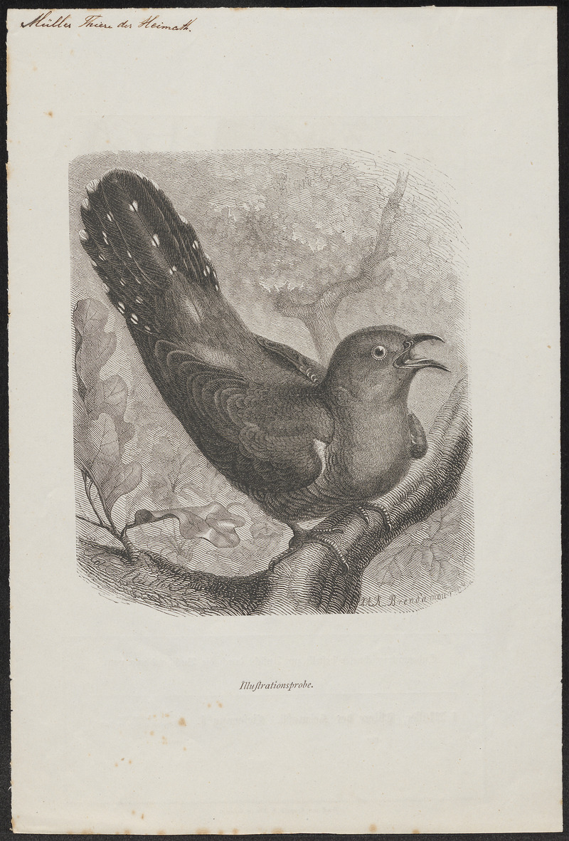 common cuckoo (Cuculus canorus); DISPLAY FULL IMAGE.