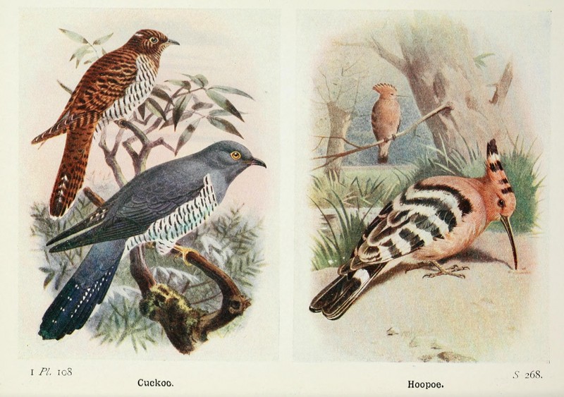 common cuckoo (Cuculus canorus), common hoopoe (Upupa epops); DISPLAY FULL IMAGE.