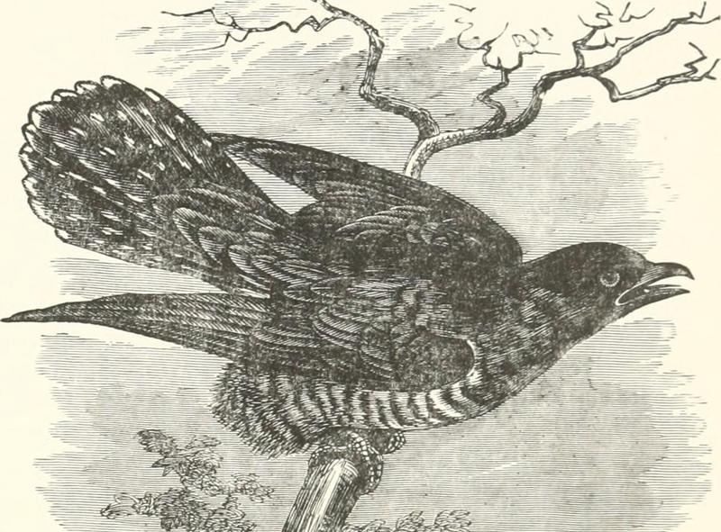 common cuckoo (Cuculus canorus); DISPLAY FULL IMAGE.