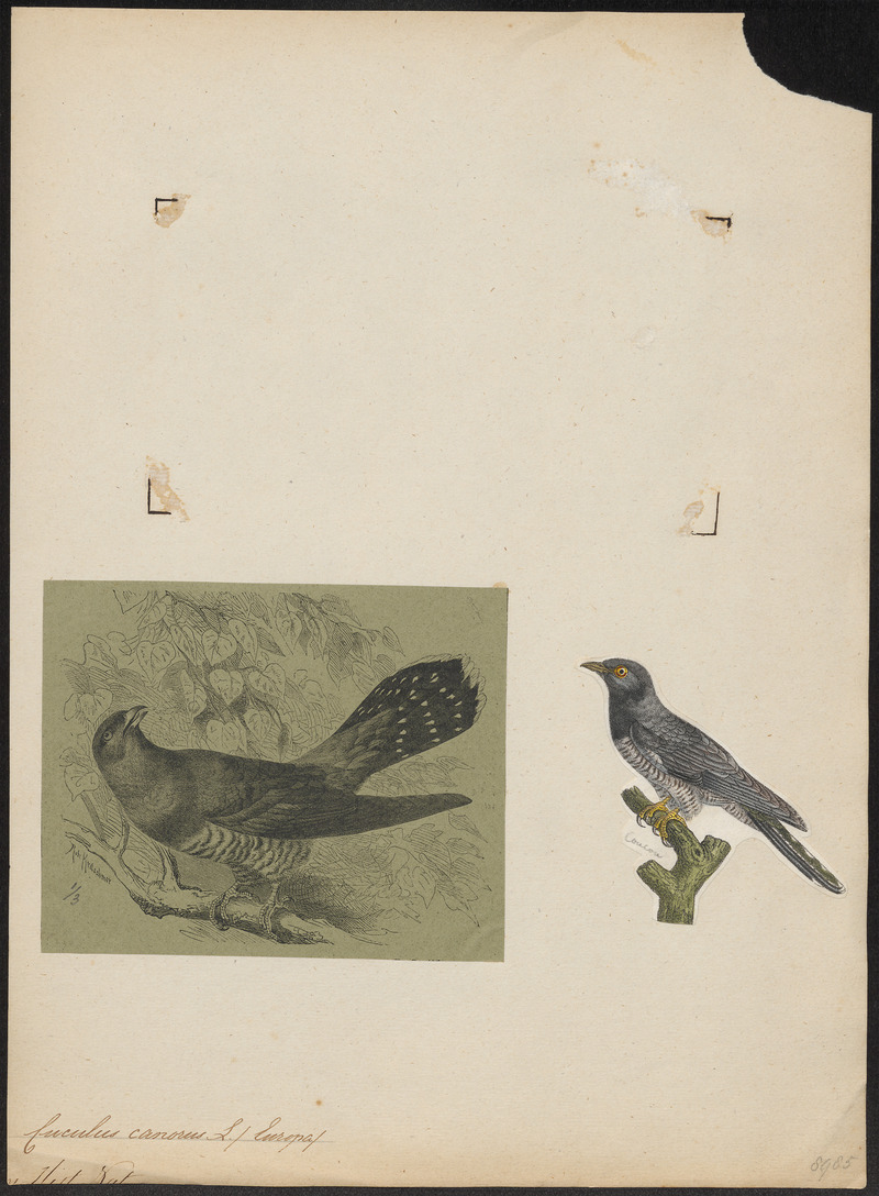 common cuckoo (Cuculus canorus); DISPLAY FULL IMAGE.