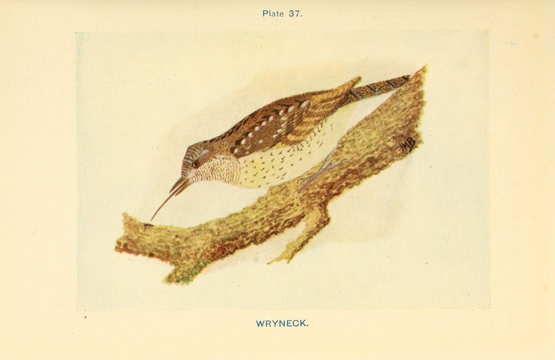 Eurasian wryneck (Jynx torquilla); DISPLAY FULL IMAGE.