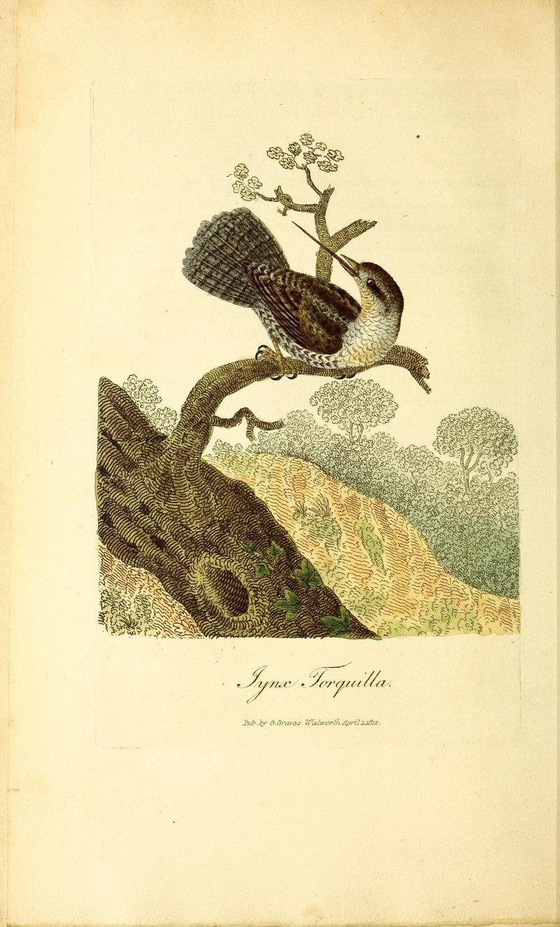 Eurasian wryneck (Jynx torquilla); DISPLAY FULL IMAGE.