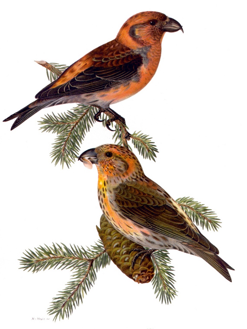 red crossbill, common crossbill (Loxia curvirostra); DISPLAY FULL IMAGE.