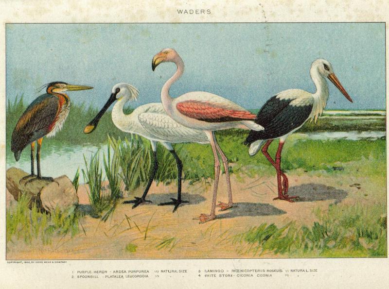 purple heron (Ardea purpurea), common spoonbill (Platalea leucorodia), greater flamingo (Phoenicopterus roseus), white stork (Ciconia ciconia); DISPLAY FULL IMAGE.