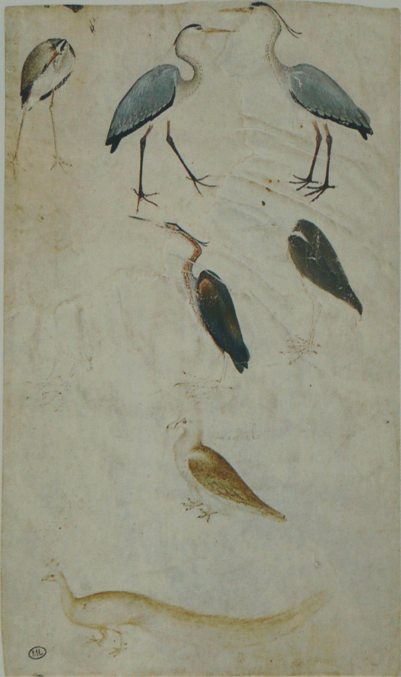 grey heron (Ardea cinerea), purple heron (Ardea purpurea), lammergeier (Gypaetus barbatus); DISPLAY FULL IMAGE.