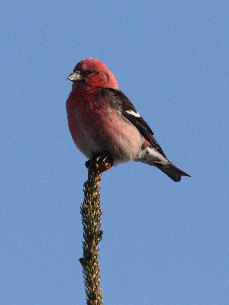 two-barred crossbill (Loxia leucoptera); DISPLAY FULL IMAGE.