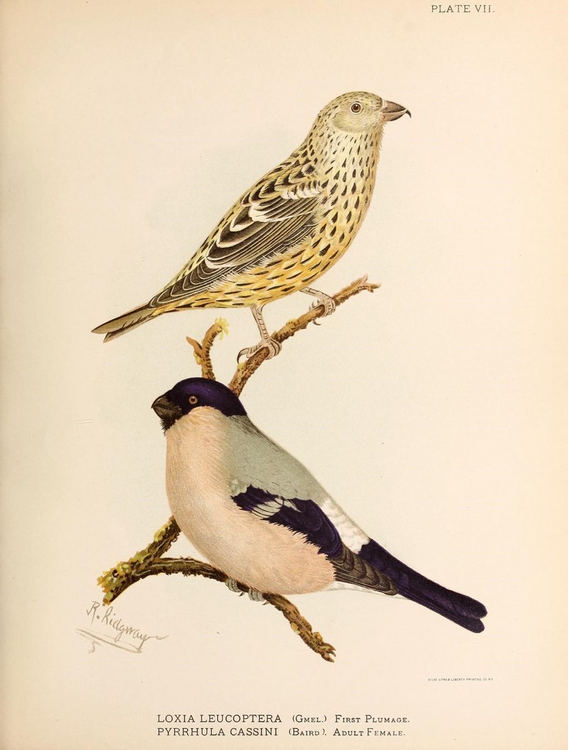 two-barred crossbill (Loxia leucoptera), Cassin's Bullfinch (Pyrrhula pyrrhula cassinii); DISPLAY FULL IMAGE.