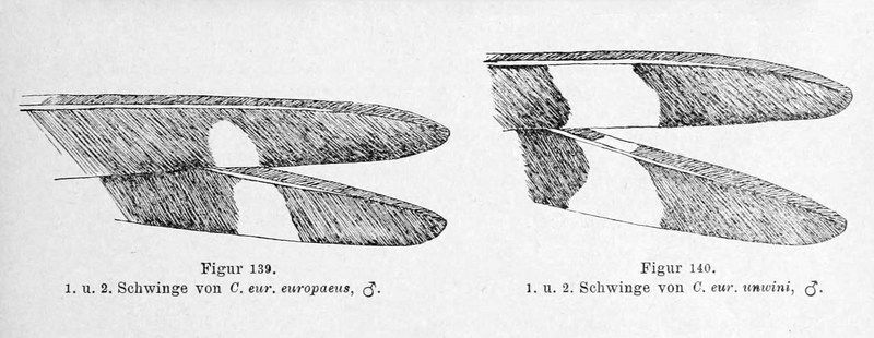 European nightjar, Eurasian nightjar (Caprimulgus europaeus); DISPLAY FULL IMAGE.