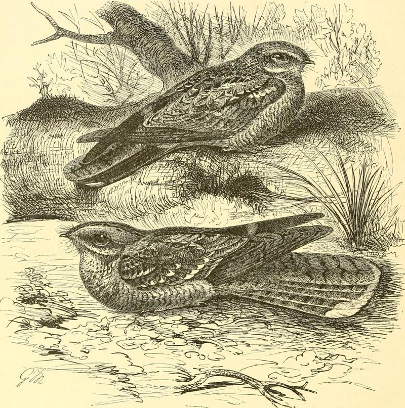 Eurasian nightjar (Caprimulgus europaeus), red-necked nightjar (Caprimulgus ruficollis); DISPLAY FULL IMAGE.