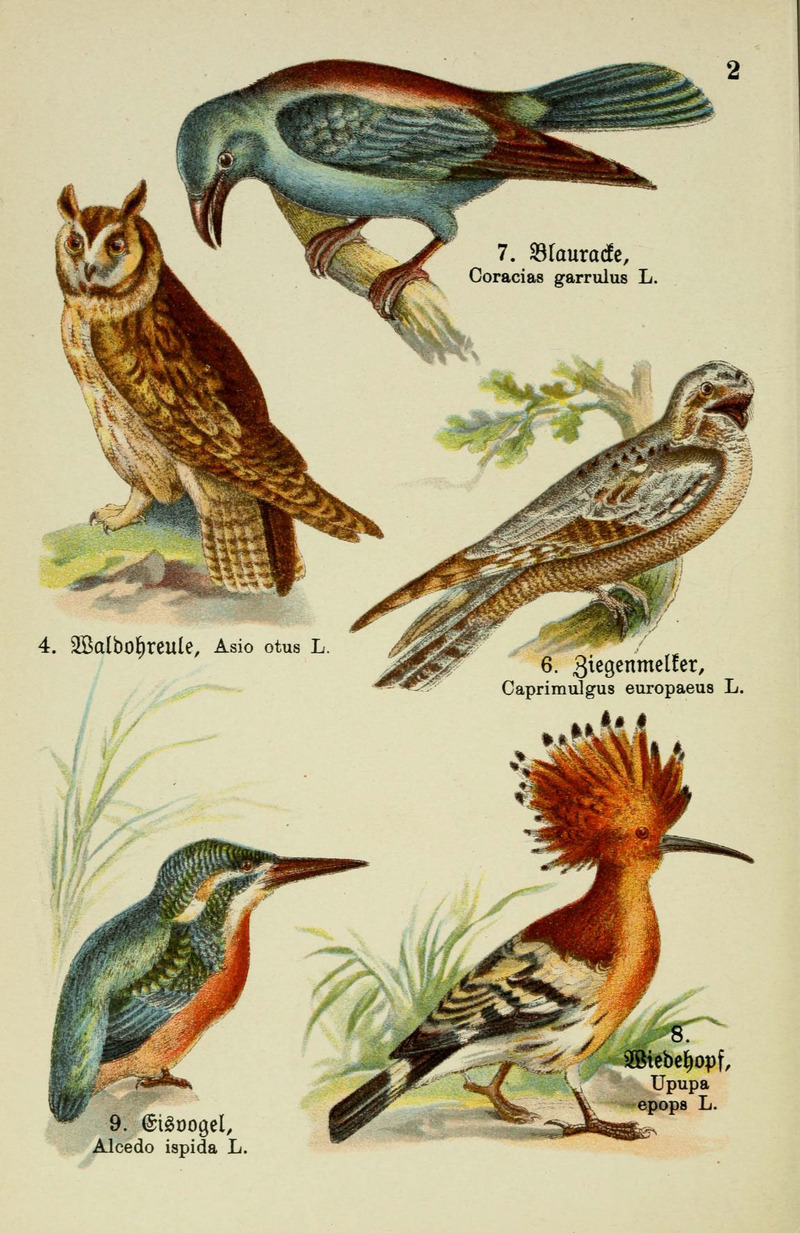 long-eared owl (Asio otus), Eurasian nightjar (Caprimulgus europaeus), European roller (Coracias garrulus), common hoopoe (Upupa epops), European kingfisher (Alcedo atthis ispida); DISPLAY FULL IMAGE.